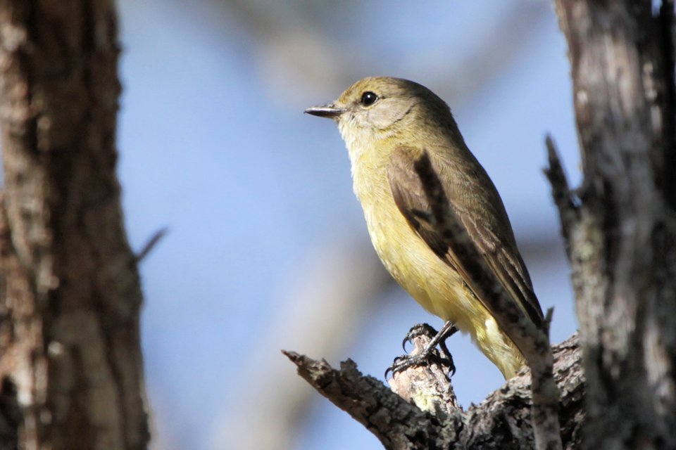 Lemon-bellied Flycatcher (Microeca flavigaster)